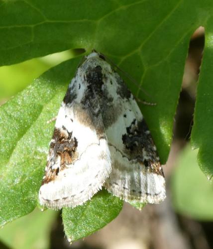 Réf. 233 597 : Pseudeustrotia candidula